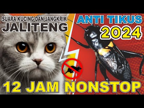CARA TERBARU 2024 UNTUK MENGUSIR TIKUS, DIJAMIN AMPUH❗ SUARA KUCING DAN JANGKRIK❗ 12 JAM NONSTOP❗❗❗