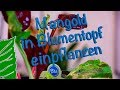 Mangold Von BLU Einpflanzen Und Weitere Informationen Rund Um Den Mangold