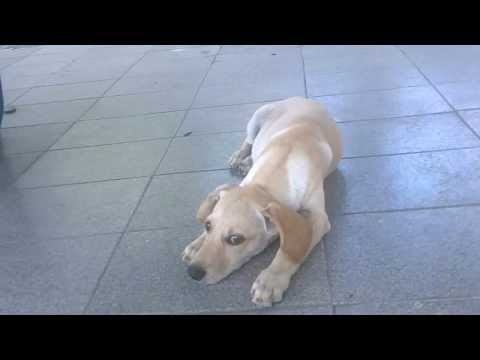 Atena y Venus (En español) para Los Polinesios - Dogs In Spanish