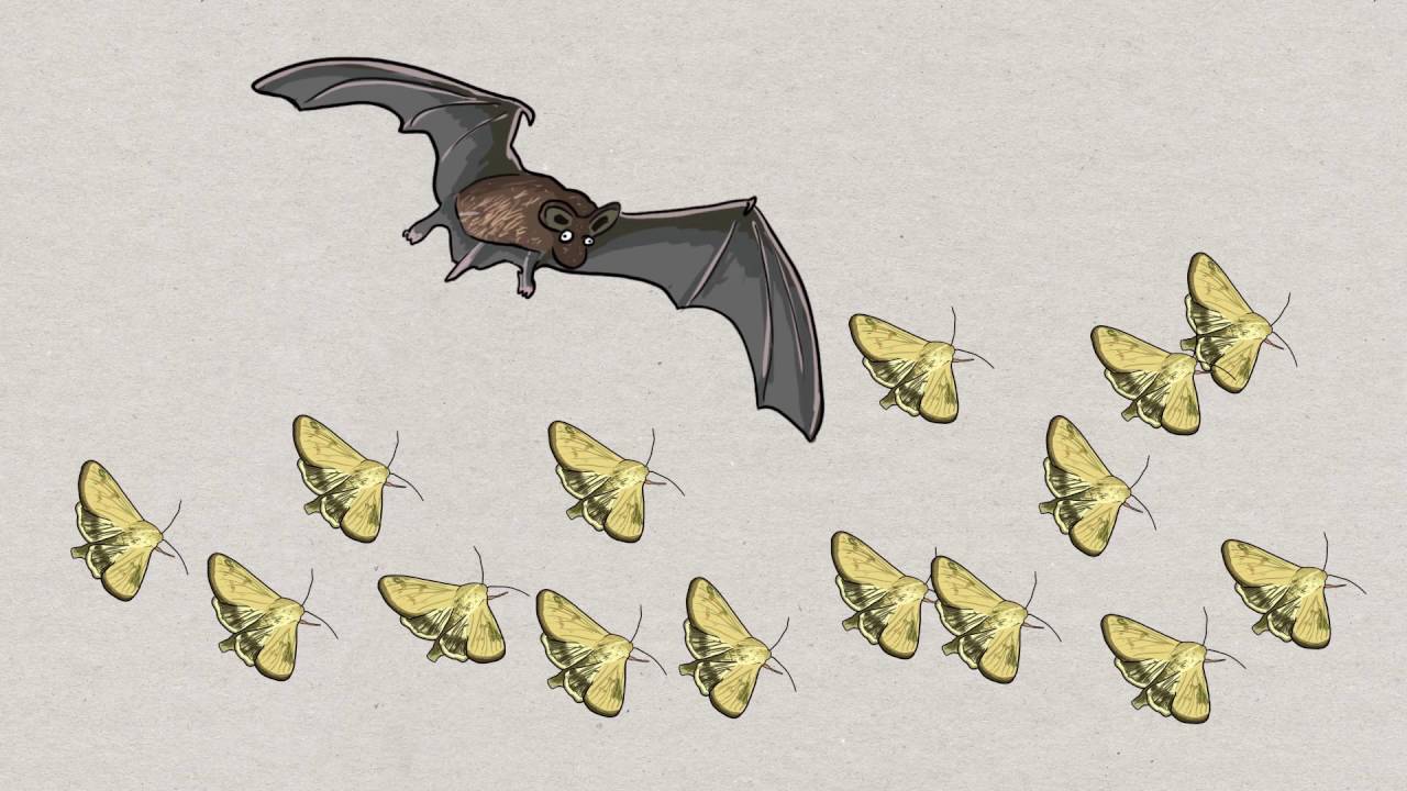 Valoração dos Serviços Ecossistêmicos: Método de costos evitados