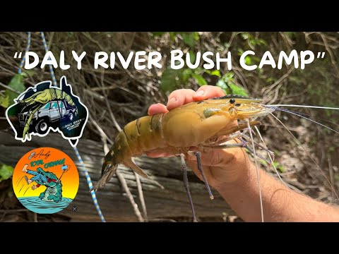 “GIANT CHERABIN”.. CATCH COOK.. NORTHERN TERRITORY.. AUSTRALIA..