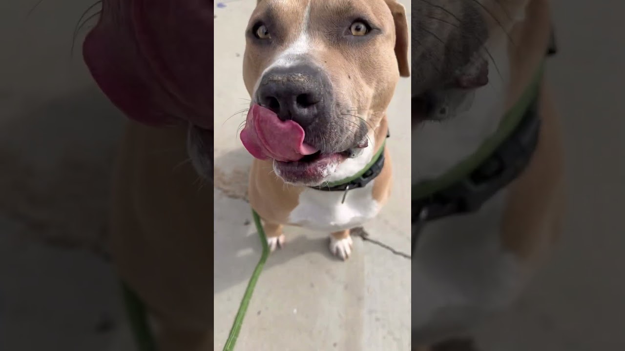 Enlarge Brutus, a Adoptable Pit Bull Terrier in Upland, CA video 6/6