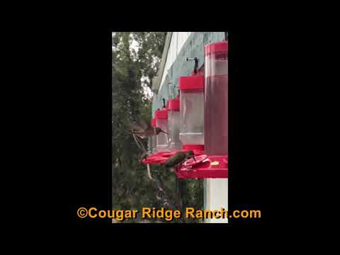 Hummingbirds Video - 4x Slower than Normal Speed