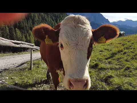 Cow Attack Dolomite Mountains