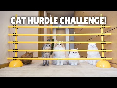 Cat Hurdle Challenge! Can My Cats Make the Jump? | Kittisaurus