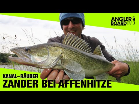 Spin fishing on the Kiel Canal | Zander fishing with soft lures | Anglerboard TV