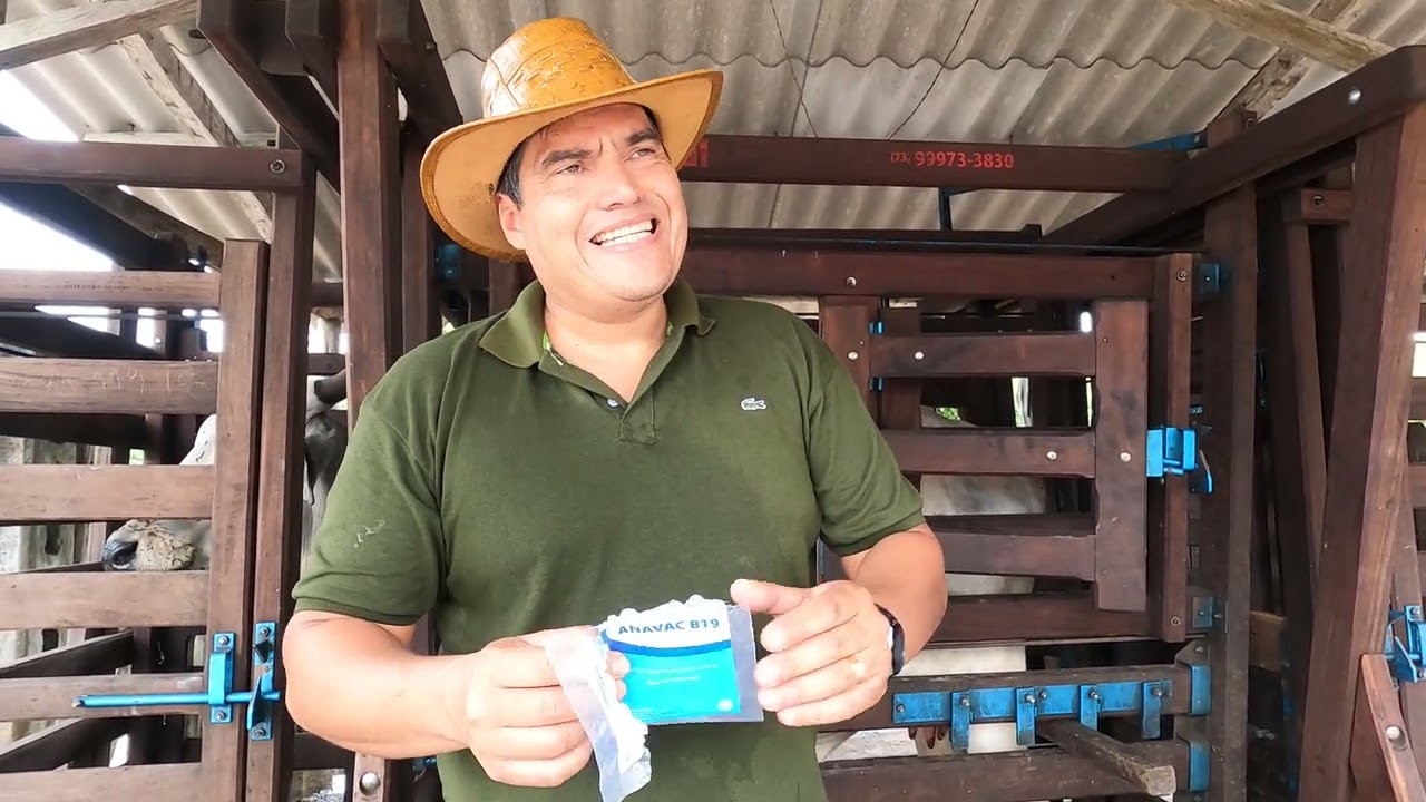 Cuidado com a brucelose em vacas.