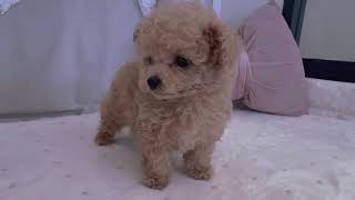 ティーカッププードルの動画01