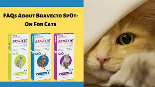 All You Need To Know about Bravecto Spot-On For Cats | Vetsupply | Cat Care | Pet Supplies