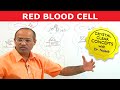 Red Blood Cells | RBC | Erythrocytes | Erythropoiesis🩸