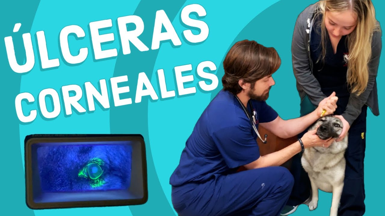 Úlcera Corneal en Perros