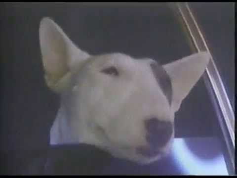 Still frame from Spuds MacKenzie: The Original Party Animal (Bud Light, 1987)