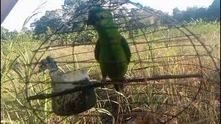 Download lagu suara panggilan begini pas buat bawa mikat mp3 Download lagu suara panggilan begini pas buat bawa mikat mp3