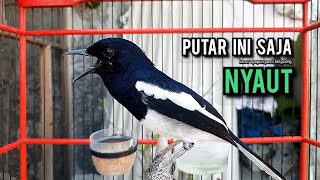 Download lagu SUARA BURUNG kacer gacor NGEPLONG tarung ini paling ampuh buat PANCINGAN KACER agar EMOSI mp3