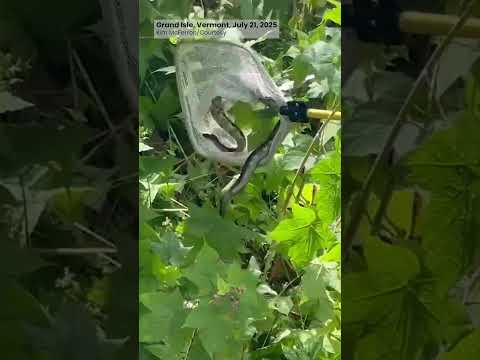 Rogue rattlesnake removed from Grand Isle | Vermont Public