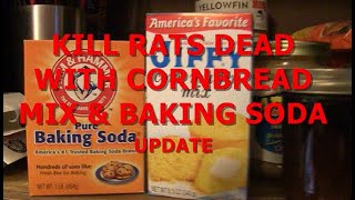 KILL RATS DEAD WITH CORNBREAD MIX & BAKING SODA UPDATE