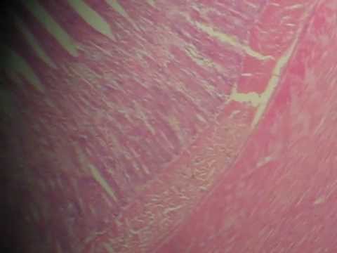 Mammal Intestinal Composite Slide