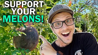 Support Your Melons On A Trellis! Cheap And Easy Melon Hammock!