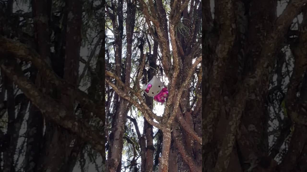 Hello Kitty balloon in a tree