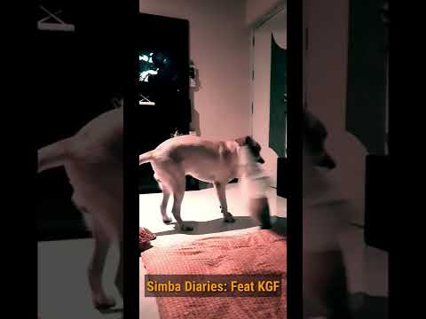 Simba Diaries: Feat KGF