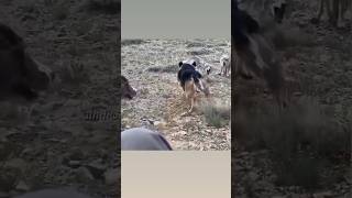 German shepherd vs two Coyotes 😈 #shorts / #youtubeshorts