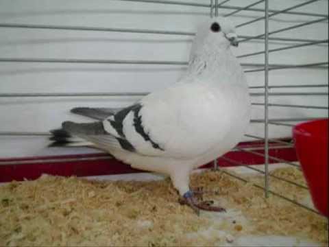 Pigeon Breed Damascene Pigeons