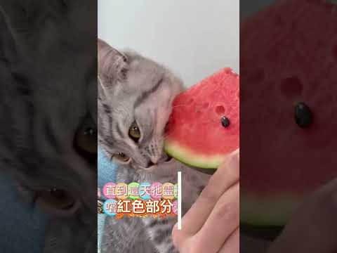 一直被主人欺騙的貓貓
