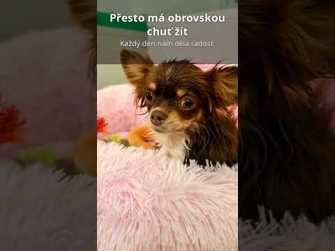 Pojďte s Xyrou pomáhat pejskům, kteří to potřebují