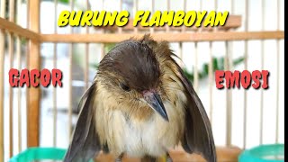 Download lagu Burung Flamboyan Gacor Emosi Ngebren Rapat Nyerecet Cocok buat Pancingan agar Nyaut mp3