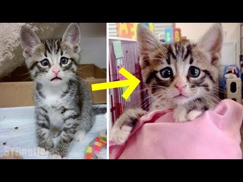 Cuando sepas por qué este gatito está robando los corazones de todos ... ¡WOW! Video