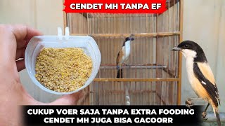 Download lagu CONTINUED CARE FOR CENDET MH❗START WITHOUT EXTRA FOODING FIRST❗ mp3 Download lagu CONTINUED CARE FOR CENDET MH❗START WITHOUT EXTRA FOODING FIRST❗ mp3