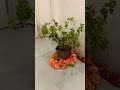Aashadhi Ekadashi Special Look Warkari Ashadhi Ekadashi Maharashtra Pandharpur