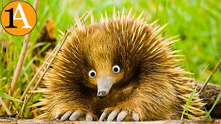 Download lagu Ameisenigel - auch als Schnabeligel oder Echidna mp3