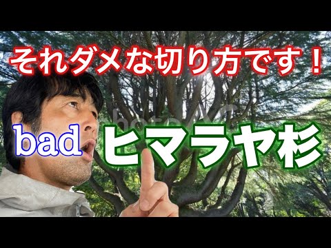 園芸 ヒマラヤ樺