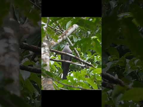 Pomba amargosa  - Patagioenas plumbea - Santa Bárbara do Pará