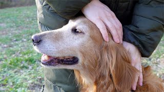 Emily's Golden Retriever Adoption & Rescue Story