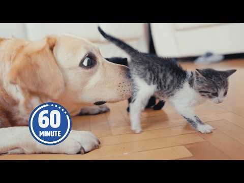 Chiots et chatons seulement | 60 minutes d'animaux de compagnie amusants