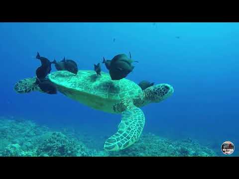 The Best 4K Aquarium for Relaxation II 🐠 Relaxing Oceanscapes  Amazon Rainforest  Scenic Relaxation