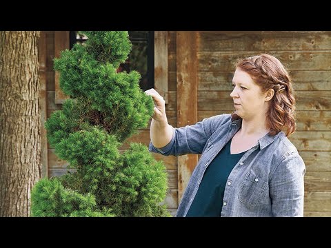 How To Create a Spiral Topiary