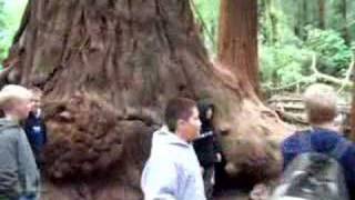 How many people can be inside a redwood tree?