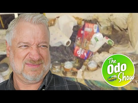 Cat Urine Remover: How OdoBan Saved an Apartment from Cat Smell [Story]