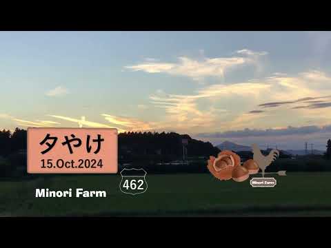 木灰が好きな野菜はどれですか?知っておくべきことはすべて！  庭園