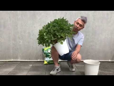 鉢植えのダリア:たくさんの花を咲かせるための植え方と手入れのヒント 植物