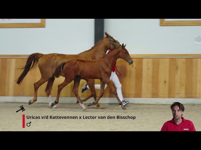 Uricas van't Asbroek Z