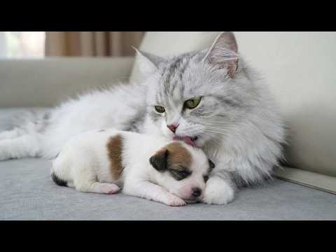 YouTube 썸네일
