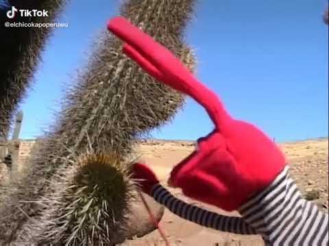 a ver cactus quédate quieto un momento