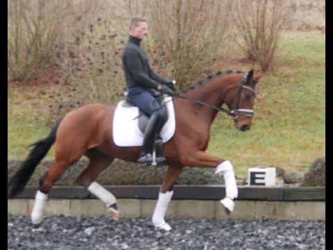 Danzador 3 years old gelding - just started