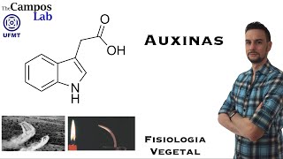 Auxinas (2/3): Funções Biológicas