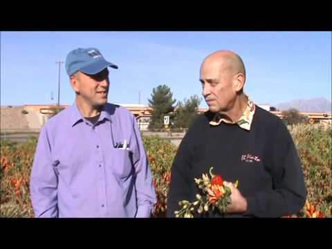 download lagu mp3 mp4 Measurement Of Heat In Peppers, download lagu Measurement Of Heat In Peppers gratis, unduh video klip Measurement Of Heat In Peppers