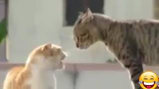 ( pelea de gatos  chistoso) donde estaba José René  😂😂👍